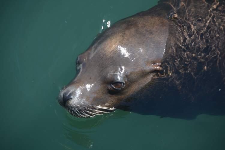 closeup of seal face